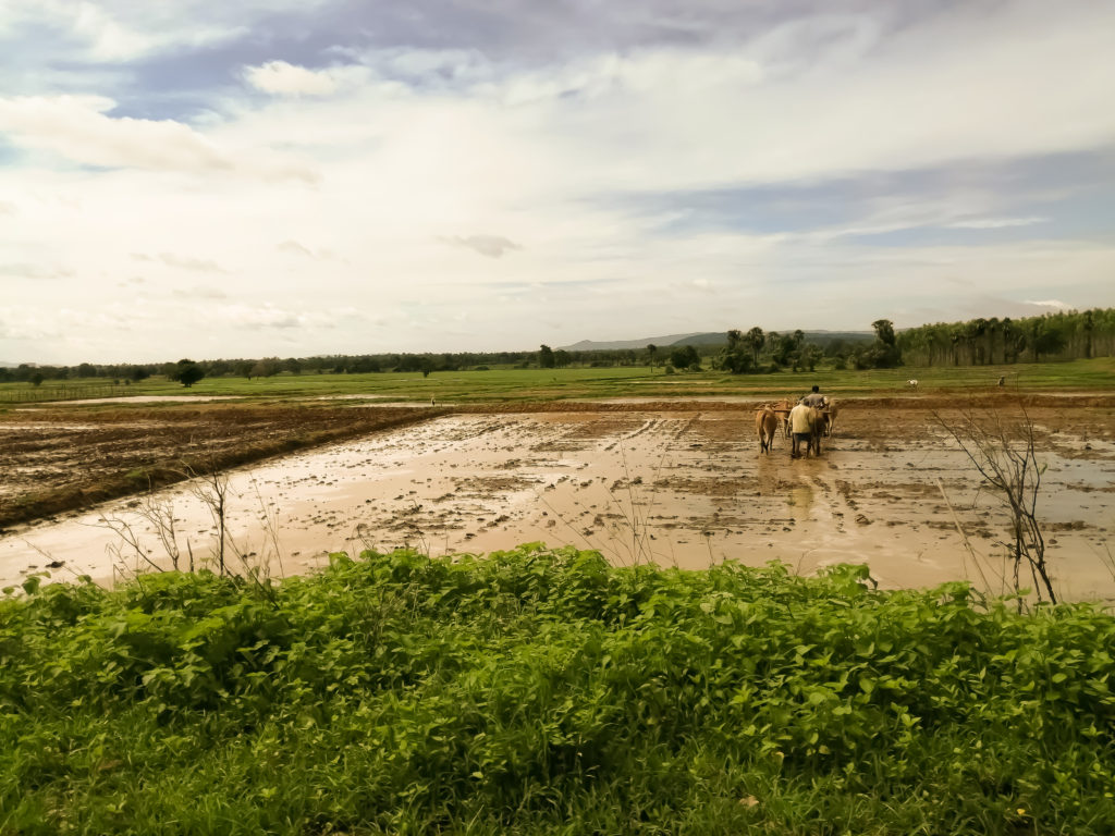 paddy field is preparing for sowing seeds