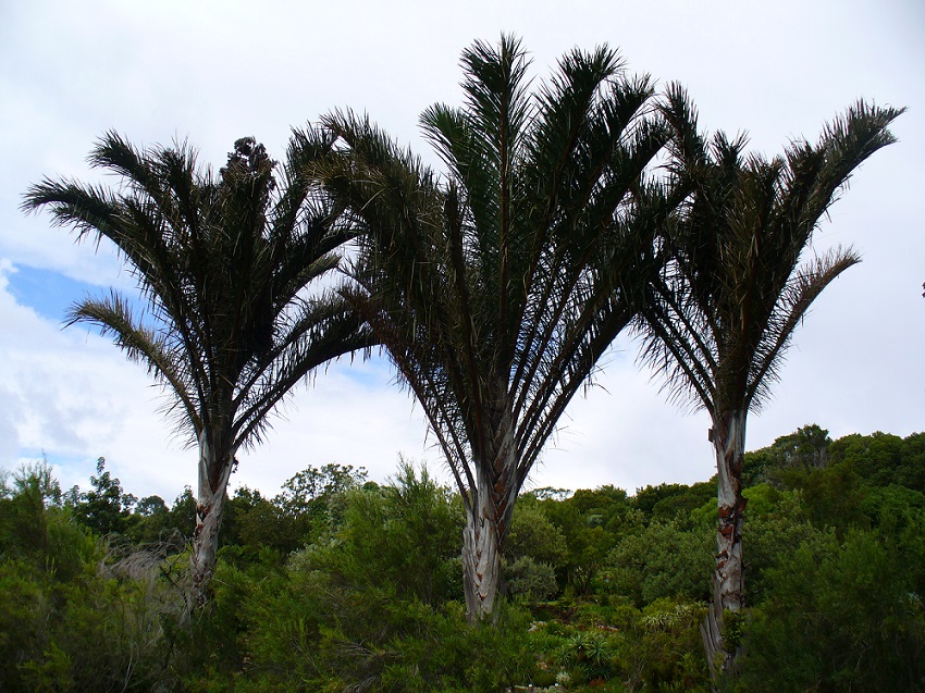 Palm to fiber! Have you tried exotic Raffia fibers?