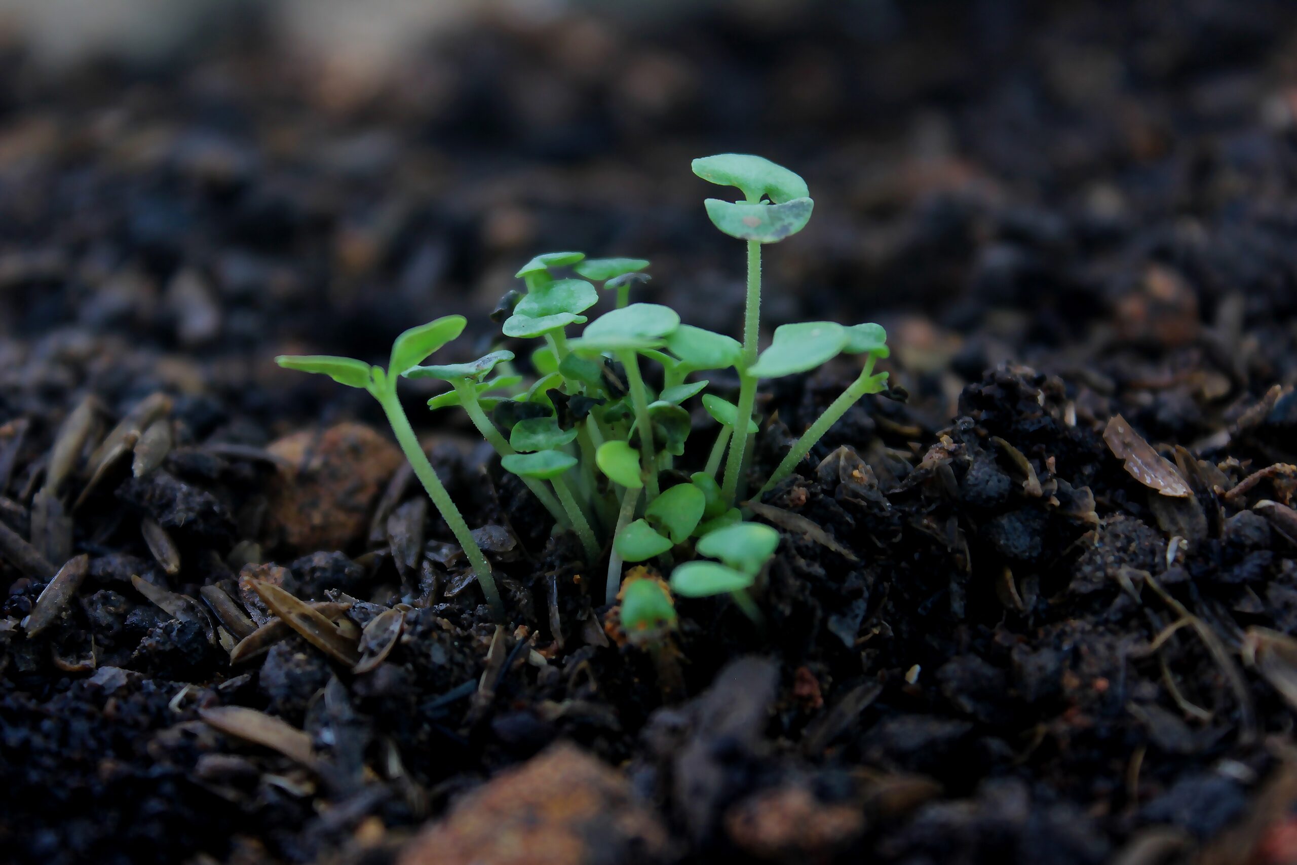 seeding and harvesting green innovation