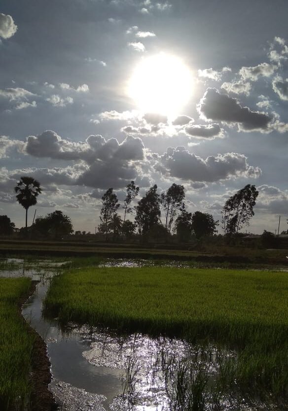 paddy fields with water under sun