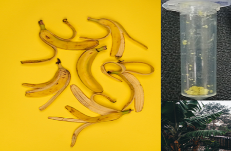Beta Carotene extraction from Banana Peel: Meet Himanshu Gupta who is optimizing protocol to use it as a natural ingredient in cosmetic and pharmaceutical industries