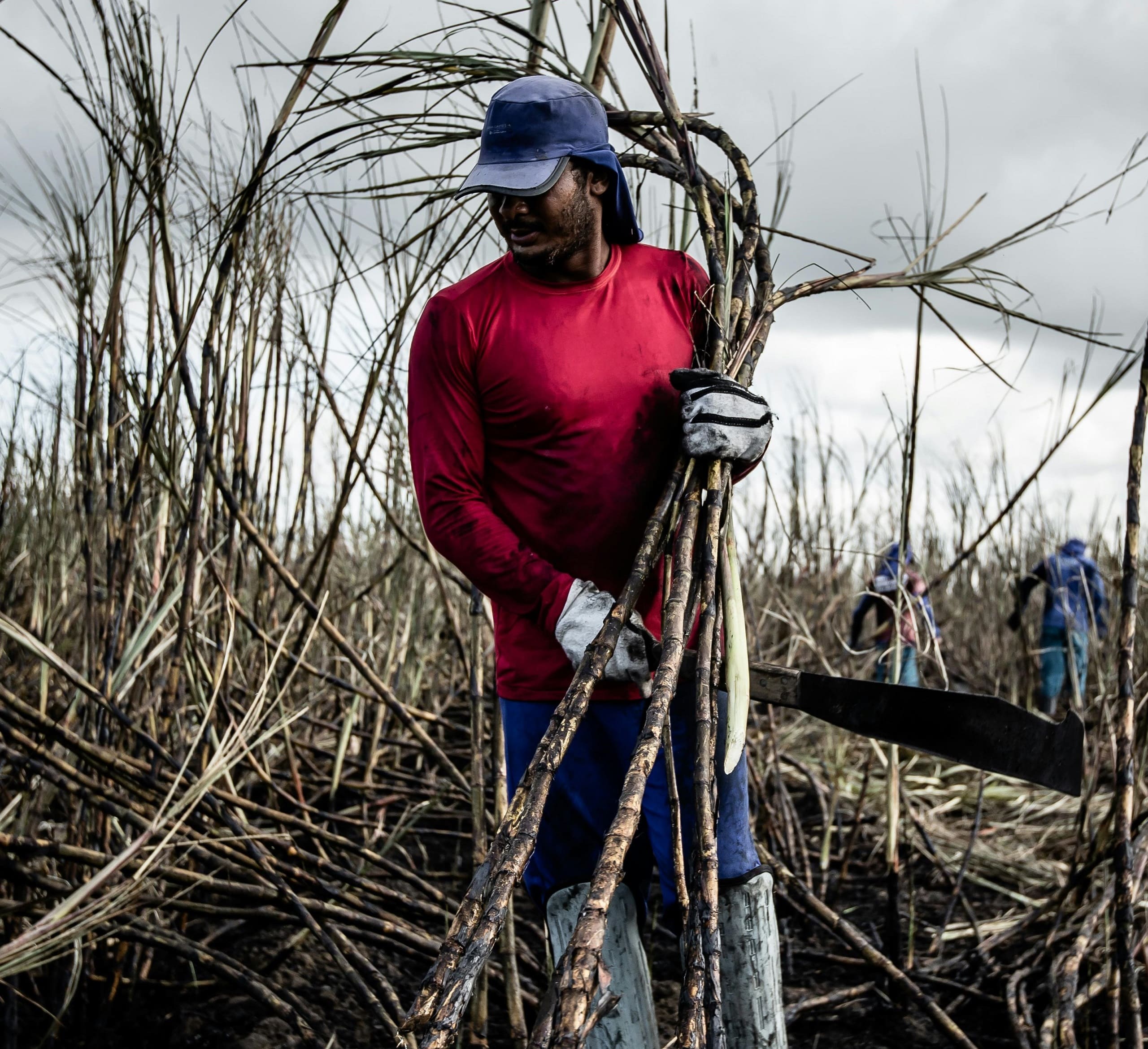 man cleaning sugar cane and sugar cane consider as one of the main source of bio fuel